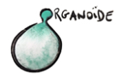 logo-organoide.png